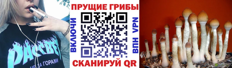 даркнет сайт  Спас-Клепики  Псилоцибиновые грибы Cubensis 